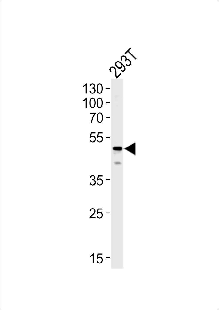 Western blot analysis in 293T cell line lysates (35ug/lane) .