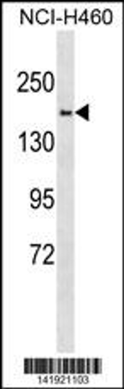 Western blot analysis in NCI-H460 cell line lysates (35ug/lane) .