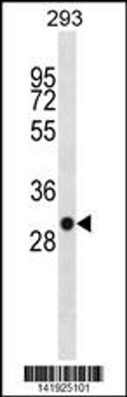 Western blot analysis in 293 cell line lysates (35ug/lane) .