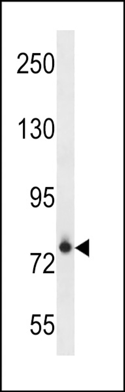 Western blot analysis in NCI-H460 cell line lysates (35ug/lane) .