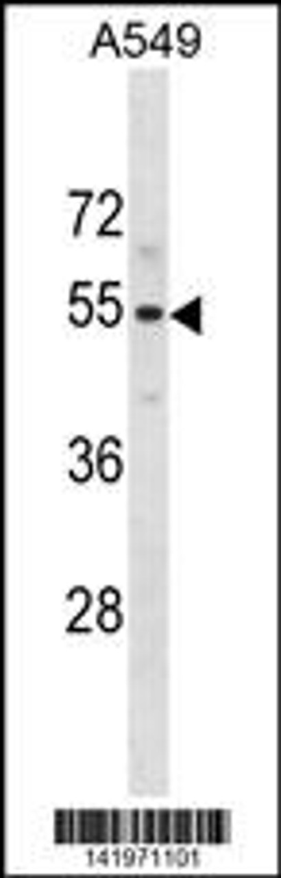 Western blot analysis in A549 cell line lysates (35ug/lane) .