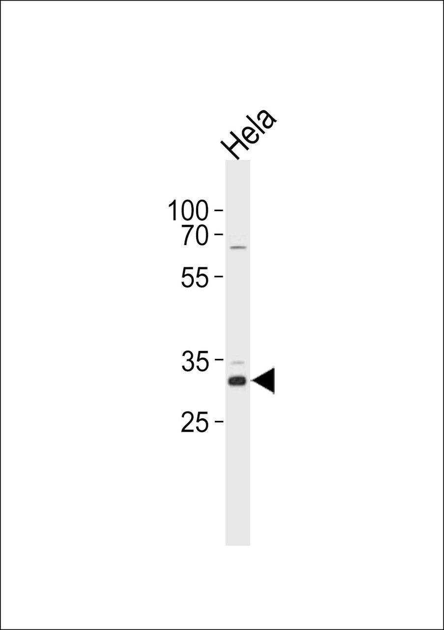 Western blot analysis in Hela cell line lysates (35ug/lane) .