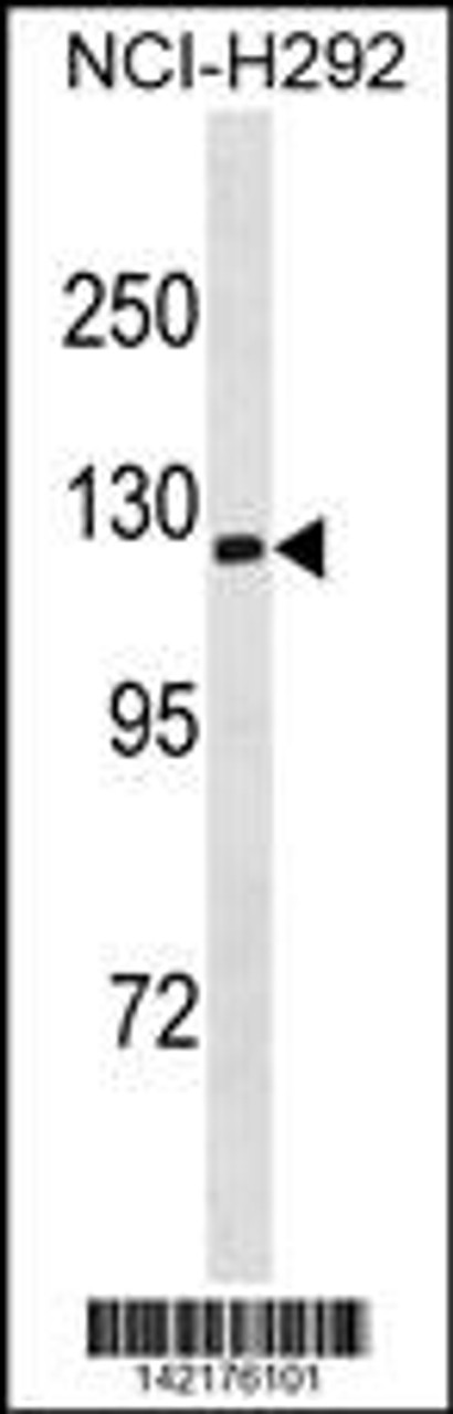 Western blot analysis in NCI-H292 cell line lysates (35ug/lane) .