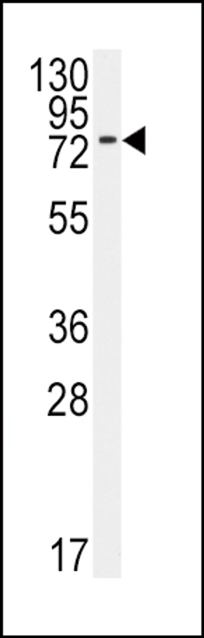 Western blot analysis of anti-BMPR1A Antibody (N-term K36) in 293 cell line lysates (35ug/lane) .