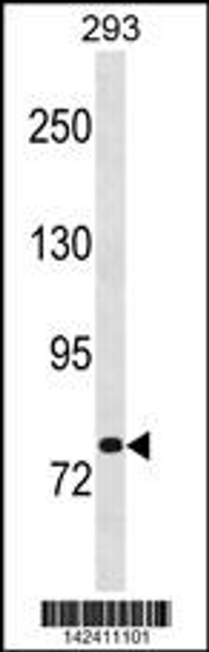 Western blot analysis in 293 cell line lysates (35ug/lane) .