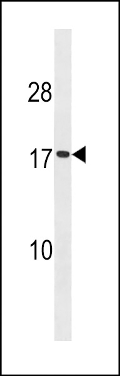 Western blot analysis in HepG2 cell line lysates (35ug/lane) .This demonstrates thedetected the SEC11A protein (arrow) .