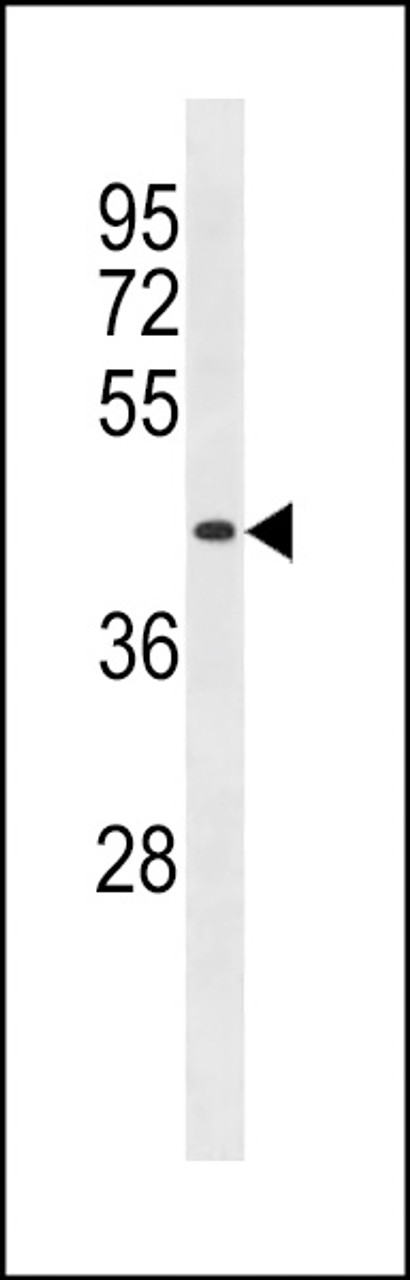 Western blot analysis in 293 cell line lysates (35ug/lane) .