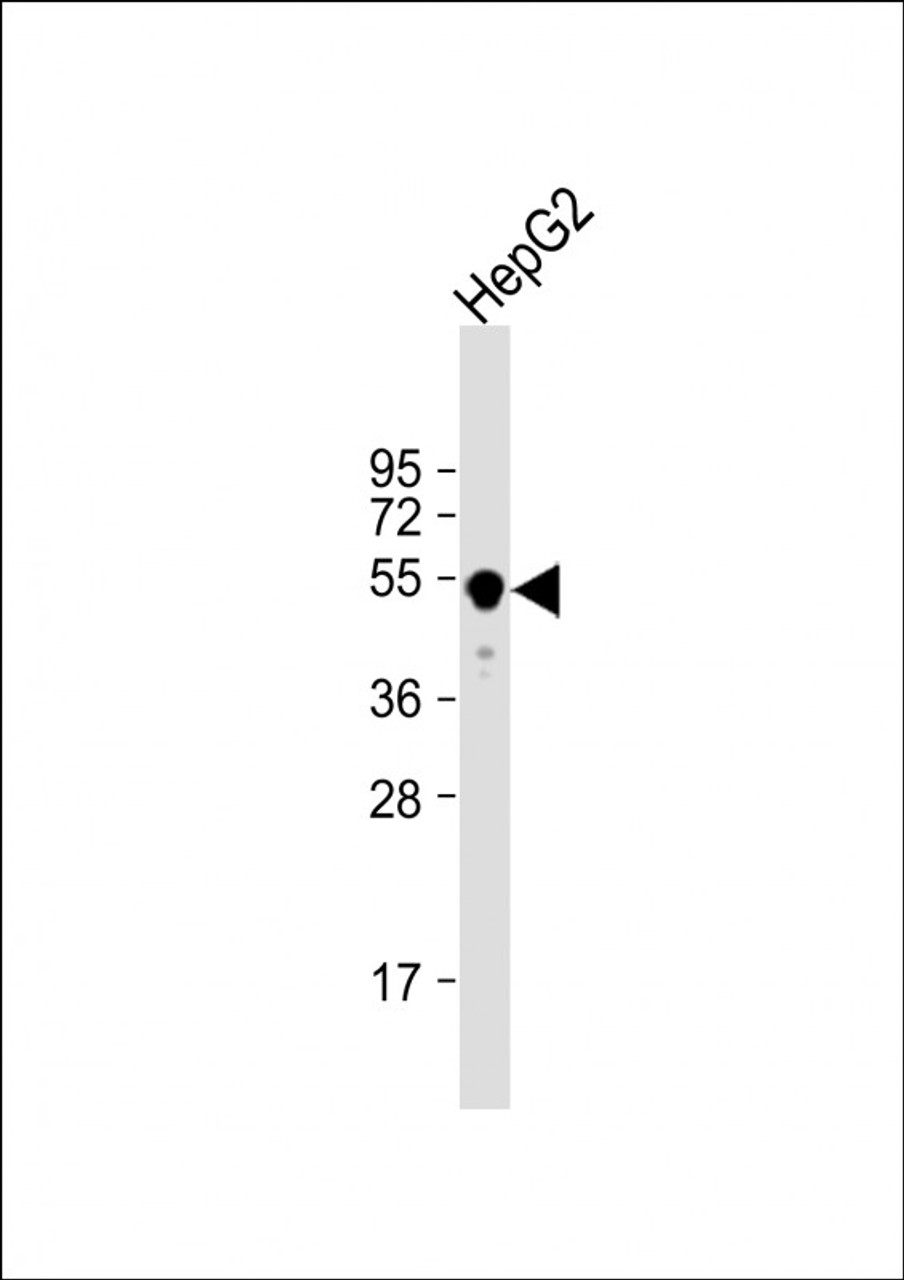 Western Blot at 1:1000 dilution + HepG2 whole cell lysate Lysates/proteins at 20 ug per lane.