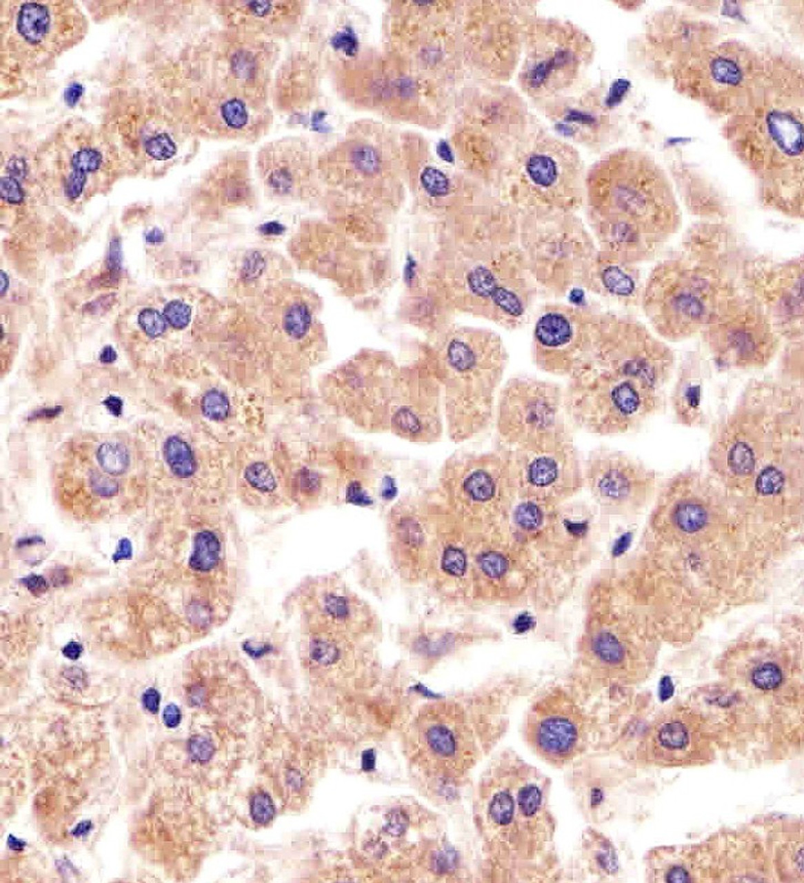 Immunohistochemical analysis of paraffin-embedded H. liver section using TFIP11 Antibody (N-term) . Antibody was diluted at 1:25 dilution. A undiluted biotinylated goat polyvalent antibody was used as the secondary, followed by DAB staining.