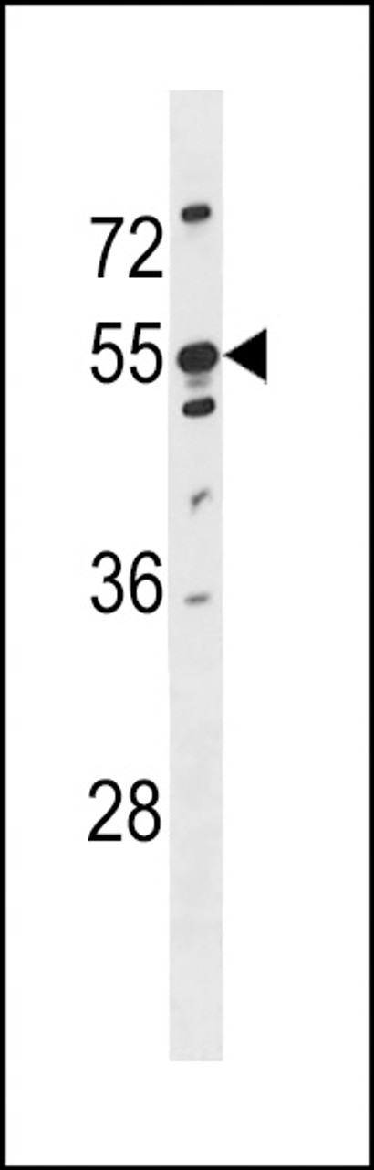 Western blot analysis in U251 cell line lysates (35ug/lane) .