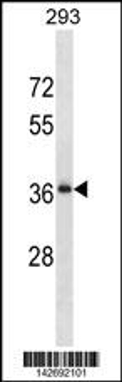 Western blot analysis in 293 cell line lysates (35ug/lane) .