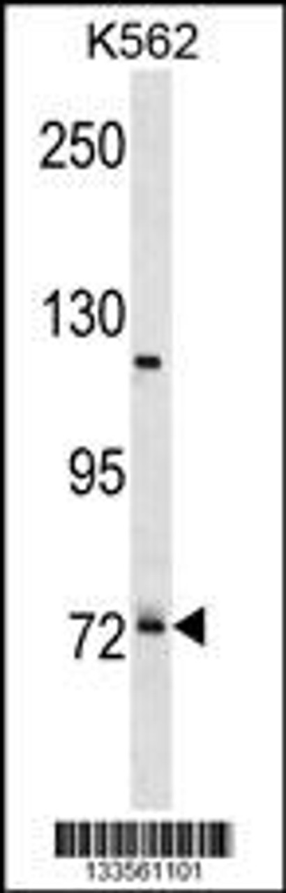 Western blot analysis in K562 cell line lysates (35ug/lane) .