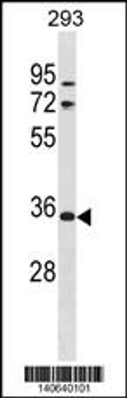 Western blot analysis in 293 cell line lysates (35ug/lane) .