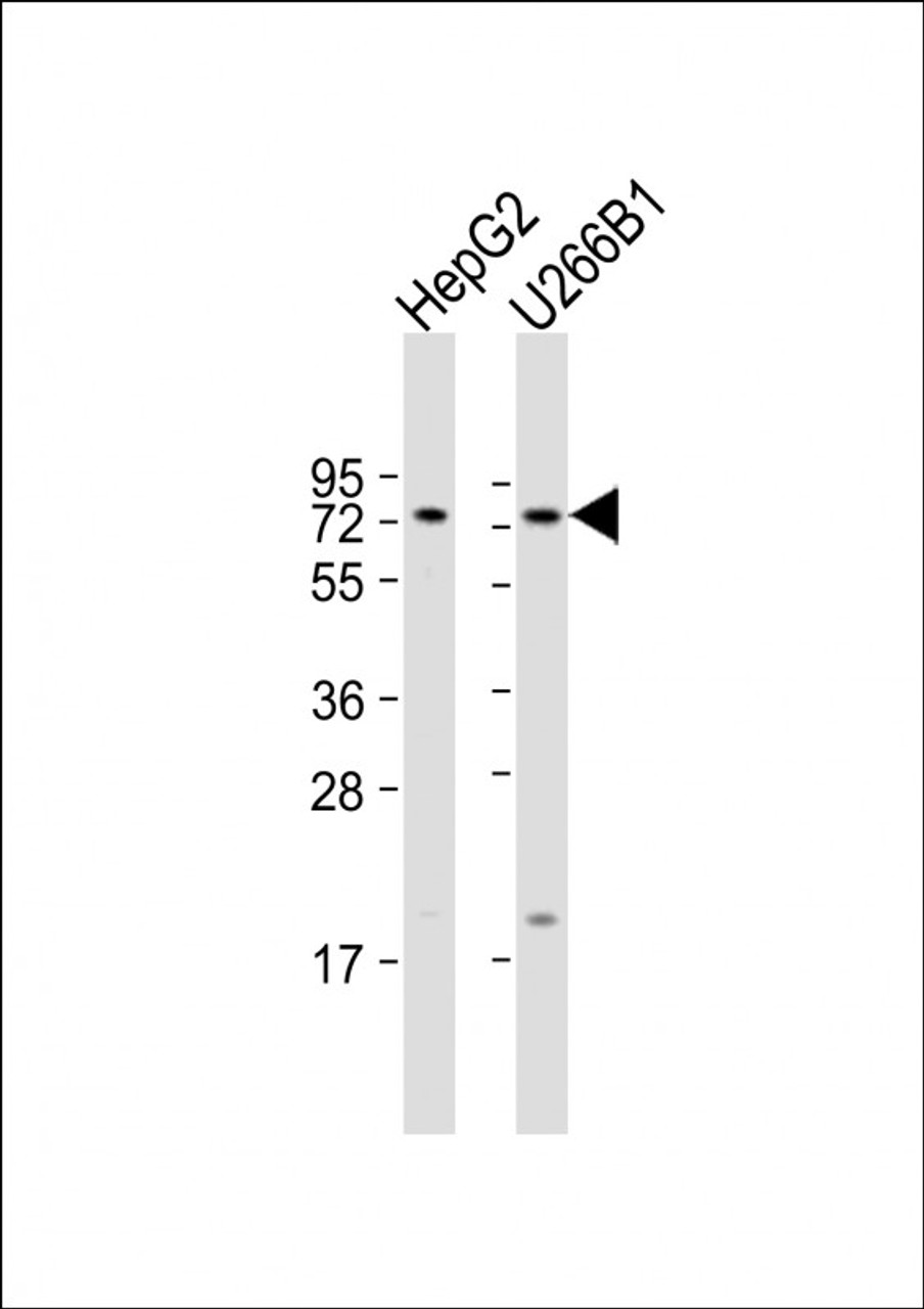 Western Blot at 1:1000 dilution Lane 1: HepG2 whole cell lysate Lane 2: U266B1 whole cell lysate Lysates/proteins at 20 ug per lane.