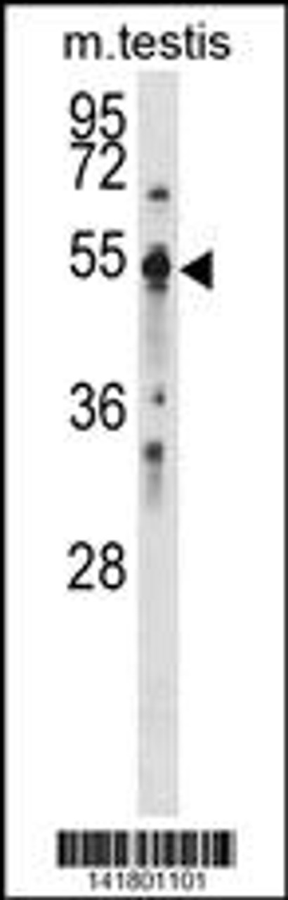 Western blot analysis in mouse testis tissue lysates (35ug/lane) .