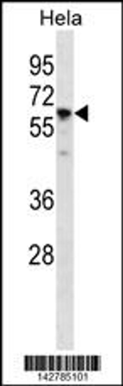 Western blot analysis in Hela cell line lysates (35ug/lane) .