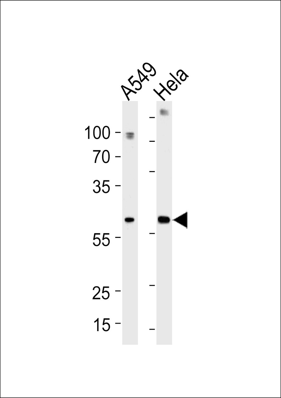 Western blot analysis in A549, Hela cell line lysates (35ug/lane) .