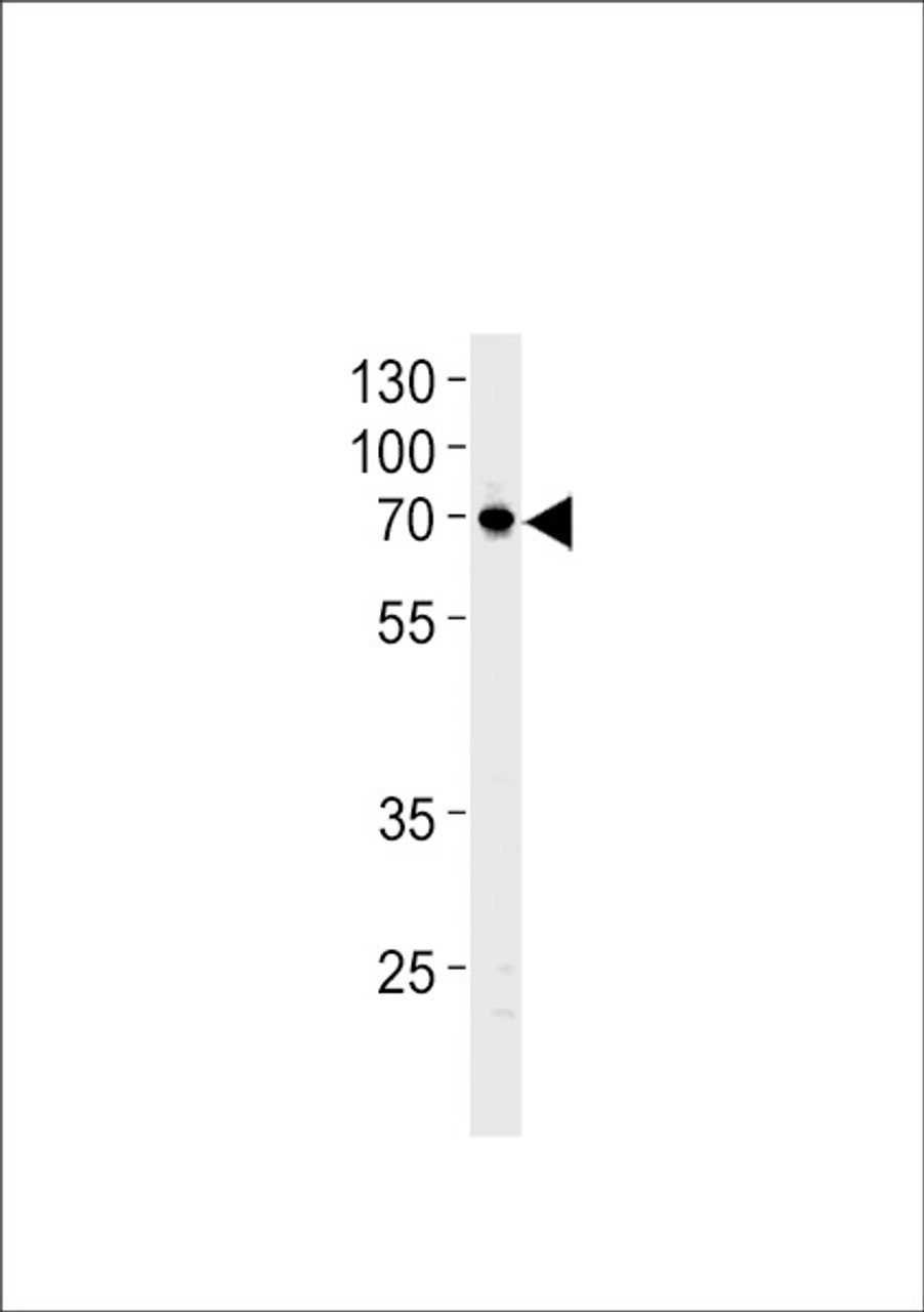 Western blot analysis in U87-MG cell line lysates (35ug/lane) .