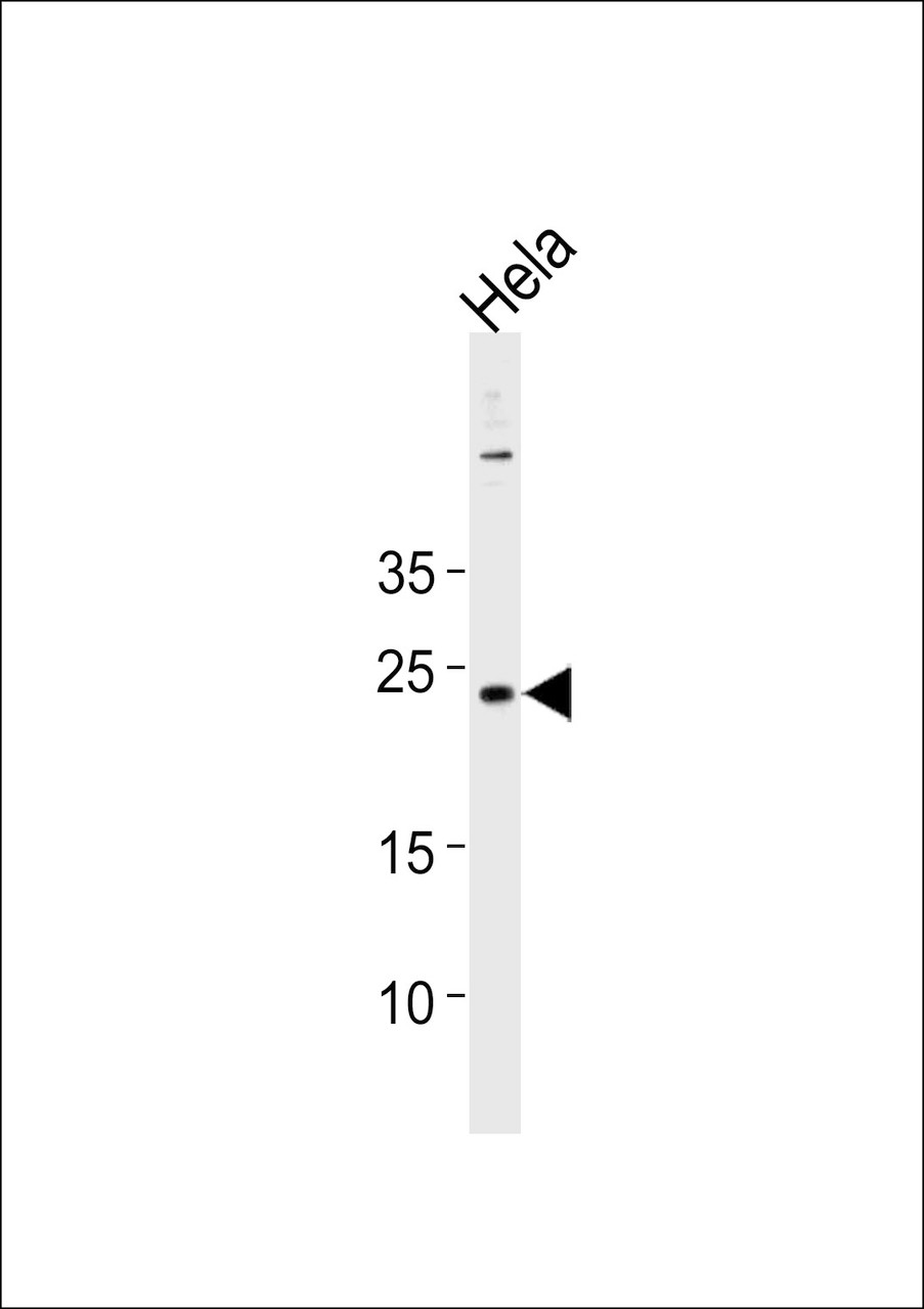 Western blot analysis in Hela cell line lysates (35ug/lane) .