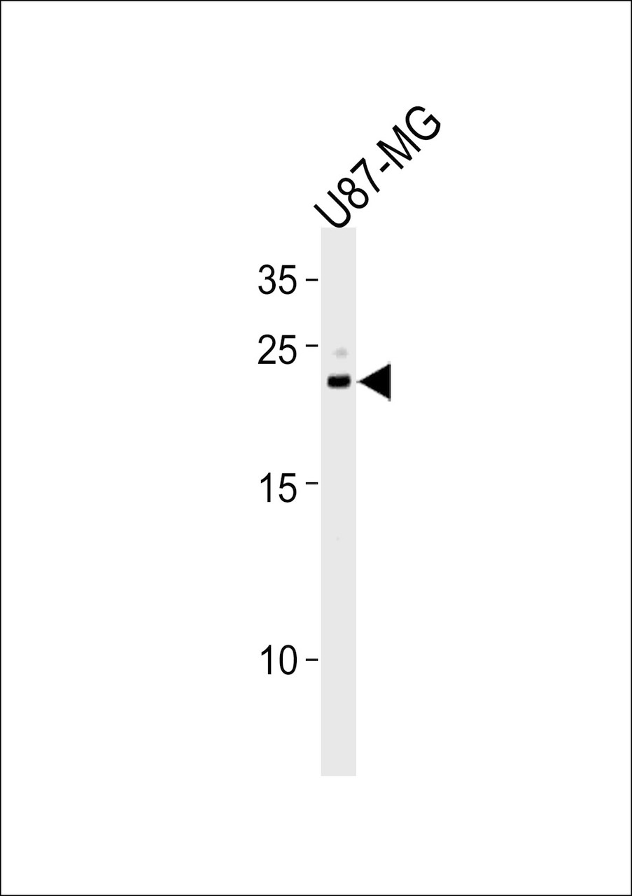 Western blot analysis in U87-MG cell line lysates (35ug/lane) .