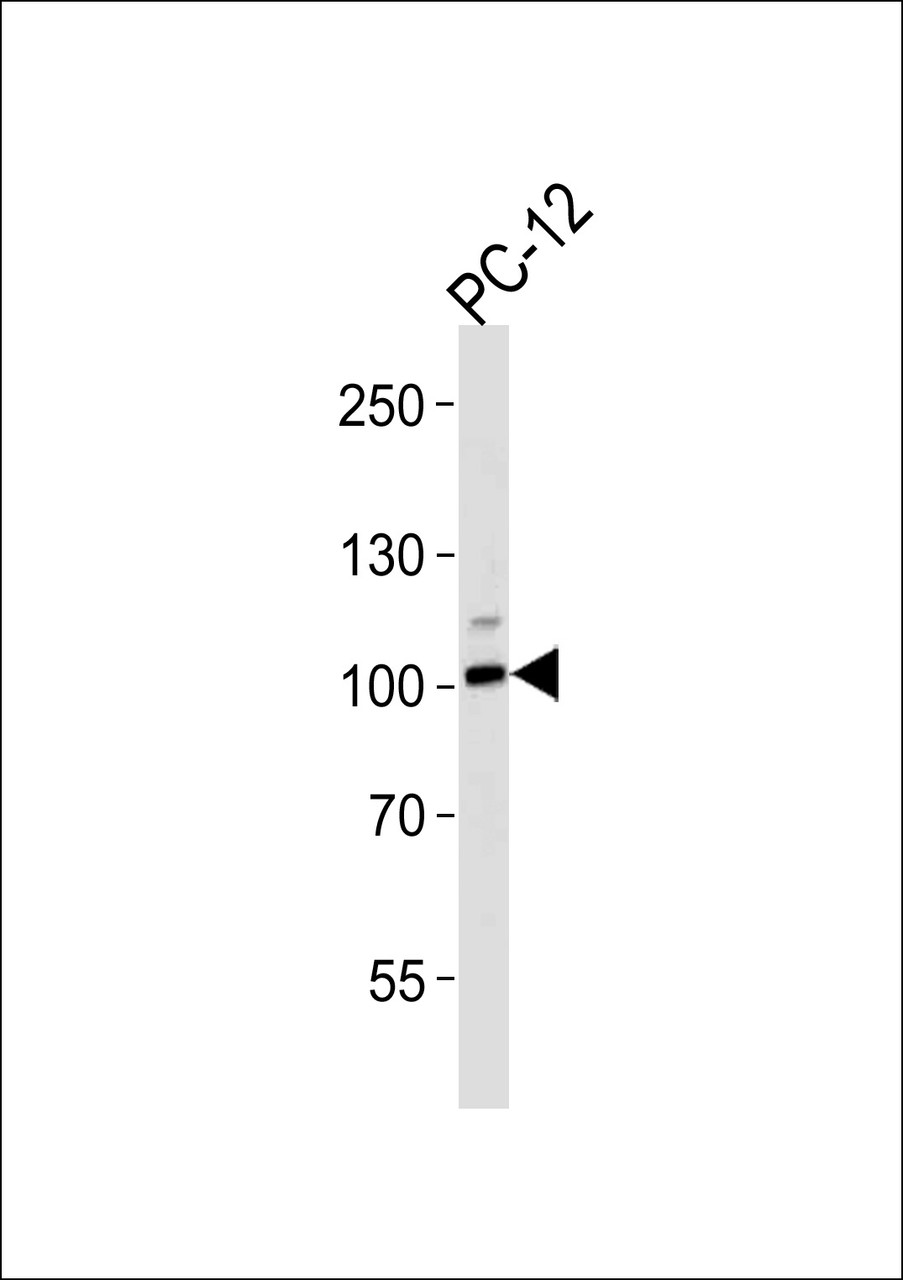 Western blot analysis of lysate from PC-12 cell line, using Rat Atp1a1 Antibody (S23) at 1:1000 at each lane