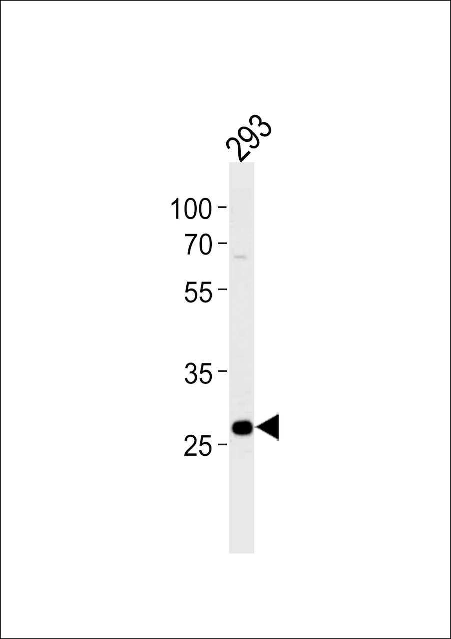 Western blot analysis of lysate from 293 cell line, using PRB4 Antibody at 1:1000 at each lane.