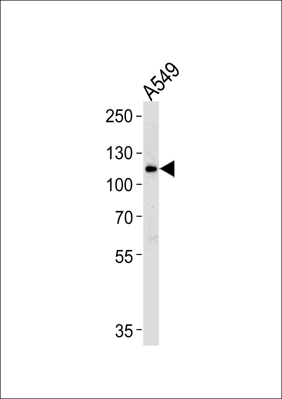 Western blot analysis of lysate from A549 cell line, using BICC1 Antibody at 1:1000.