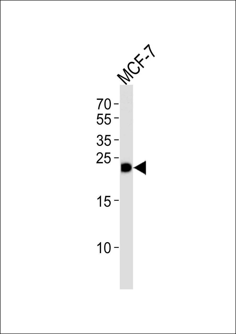 Western blot analysis of lysate from MCF-7 cell line, using GSTM4 Antibody at 1:1000.