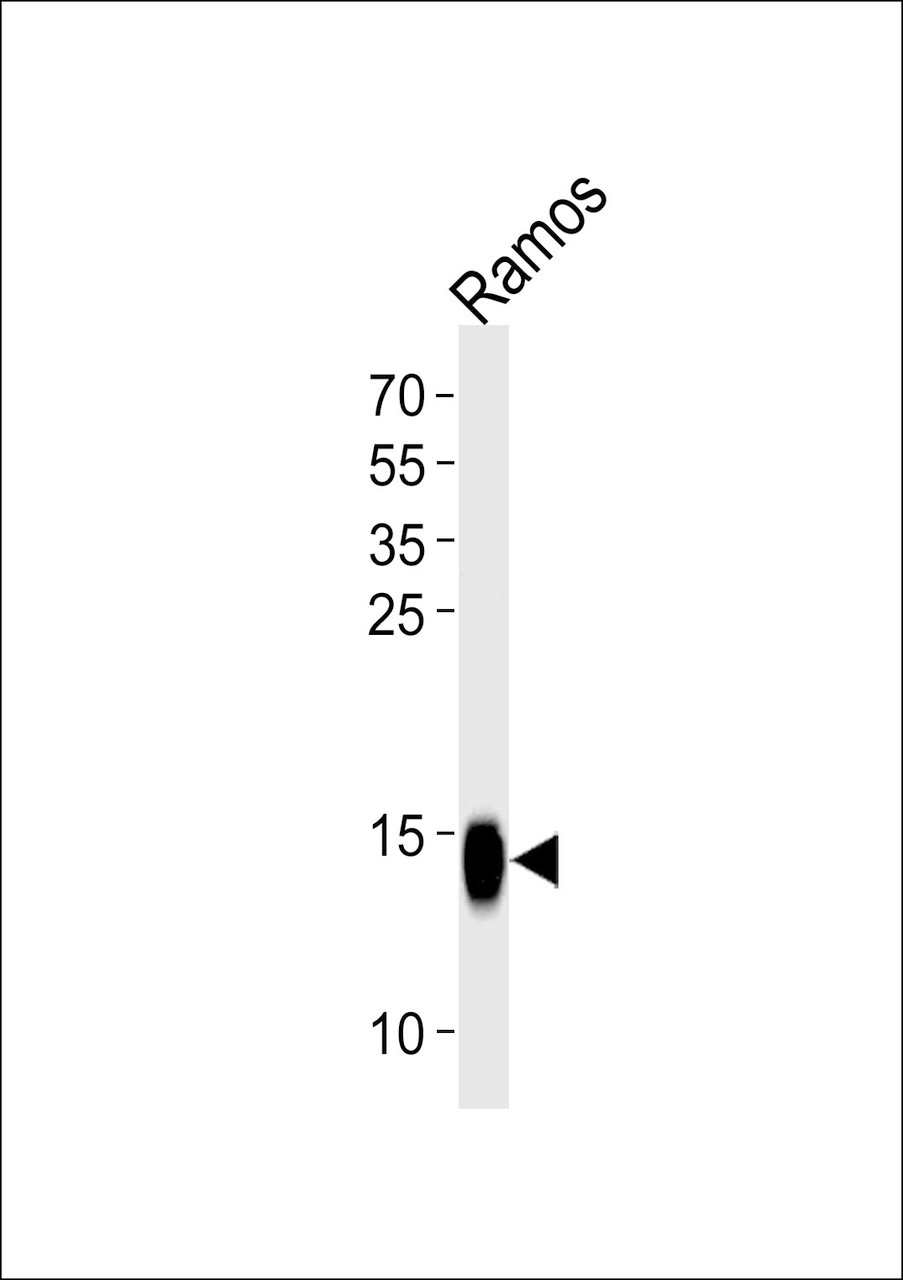 Western blot analysis of lysate from Ramos cell line, using TCL1A Antibody at 1:1000.