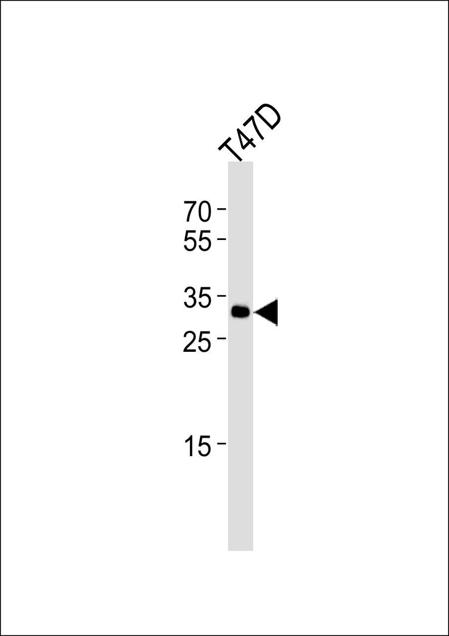 Western blot analysis of lysate from T47D cell line, using ING4 Antibody at 1:1000.