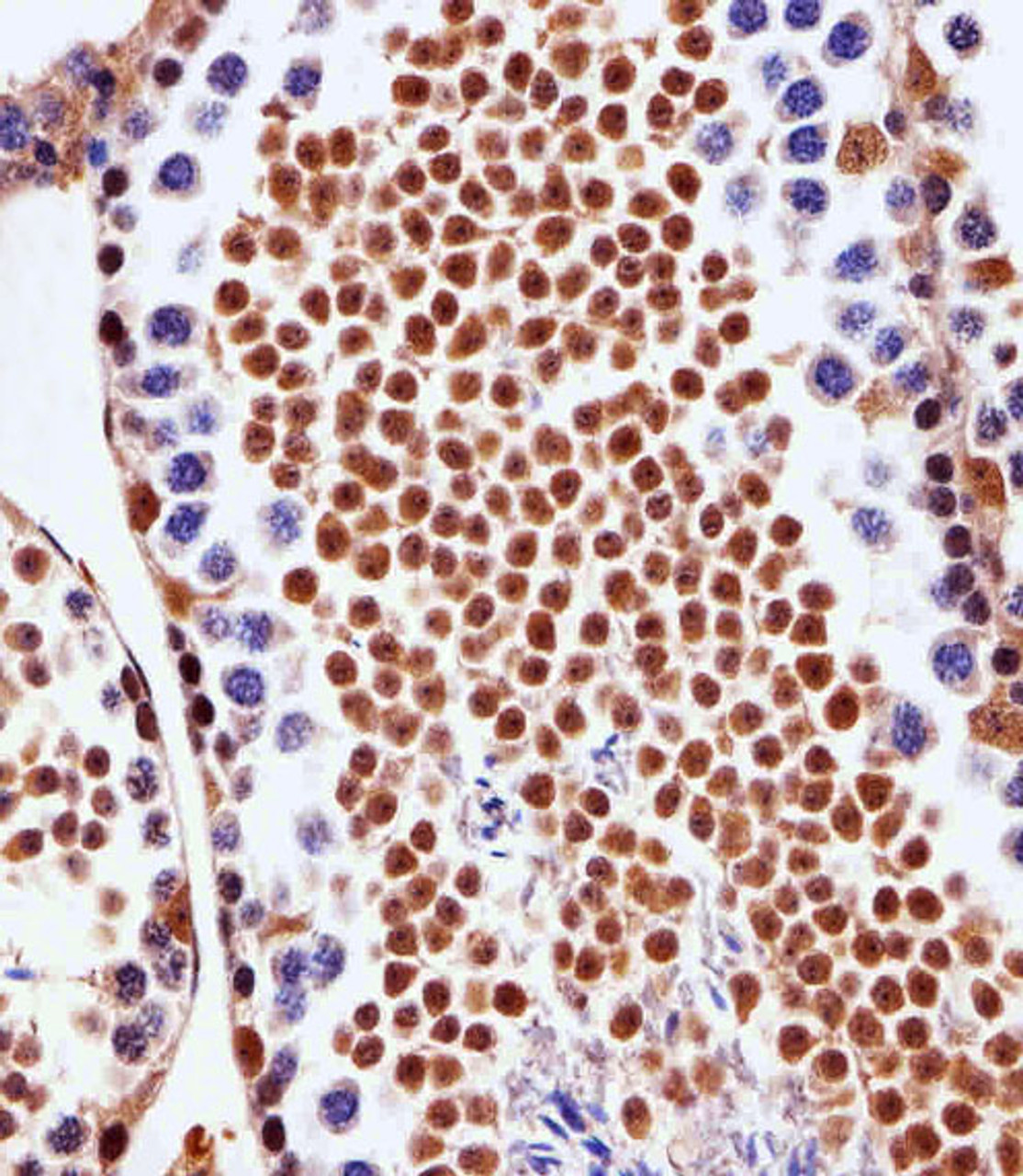 Immunohistochemical analysis of paraffin-embedded M.testis section using PSMD10 Antibody . Antibody was diluted at 1:25 dilution. A peroxidase-conjugated goat anti-rabbit IgG at 1:400 dilution was used as the secondary antibody, followed by DAB staining.