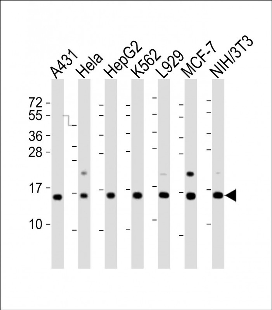 Western Blot at 1:2000 dilution Lane 1: A431 whole cell lysate Lane 2: Hela whole cell lysate Lane 3: HepG2 whole cell lysate Lane 4: K562 whole cell lysate Lane 5: L929 whole cell lysate Lane 6: MCF-7 whole cell lysate Lane 7: NIH/3T3 whole cell lysate Lysates/proteins at 20 ug per lane.