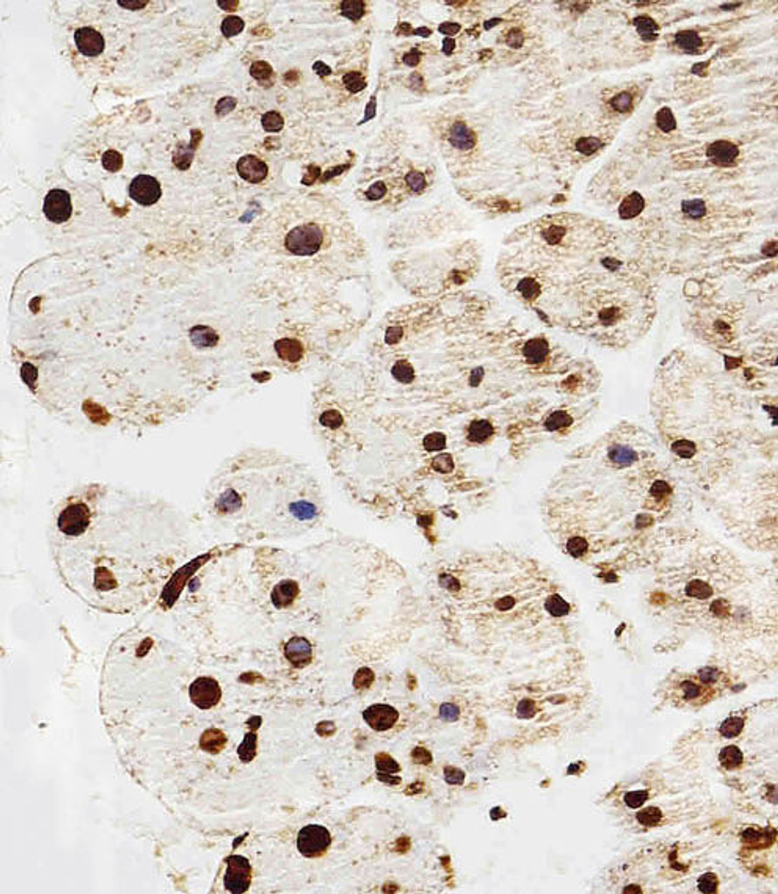 Immunohistochemical analysis of paraffin-embedded M. pancreas section using HIST1H2AG Antibody . Antibody was diluted at 1:100 dilution. A peroxidase-conjugated goat anti-rabbit IgG at 1:400 dilution was used as the secondary antibody, followed by DAB staining.