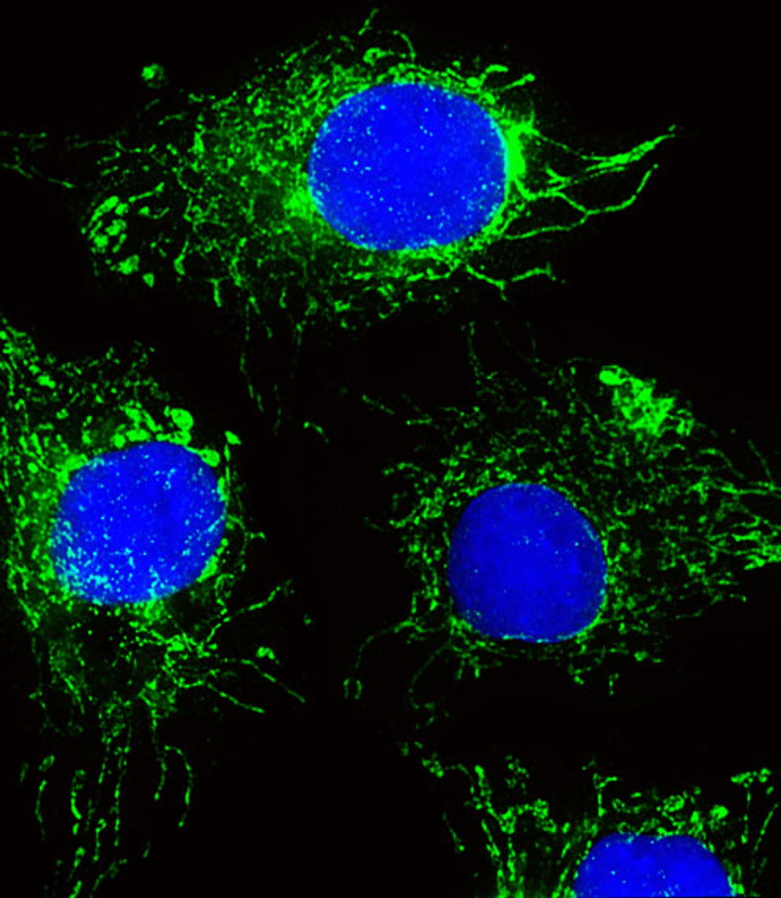 Fluorescent image of HepG2 cells stained with NDUFC2 Antibody . Antibody was diluted at 1:25 dilution. An Alexa Fluor 488-conjugated goat anti-rabbit lgG at 1:400 dilution was used as the secondary antibody (green) . DAPI was used to stain the cell nuclear (blue) .