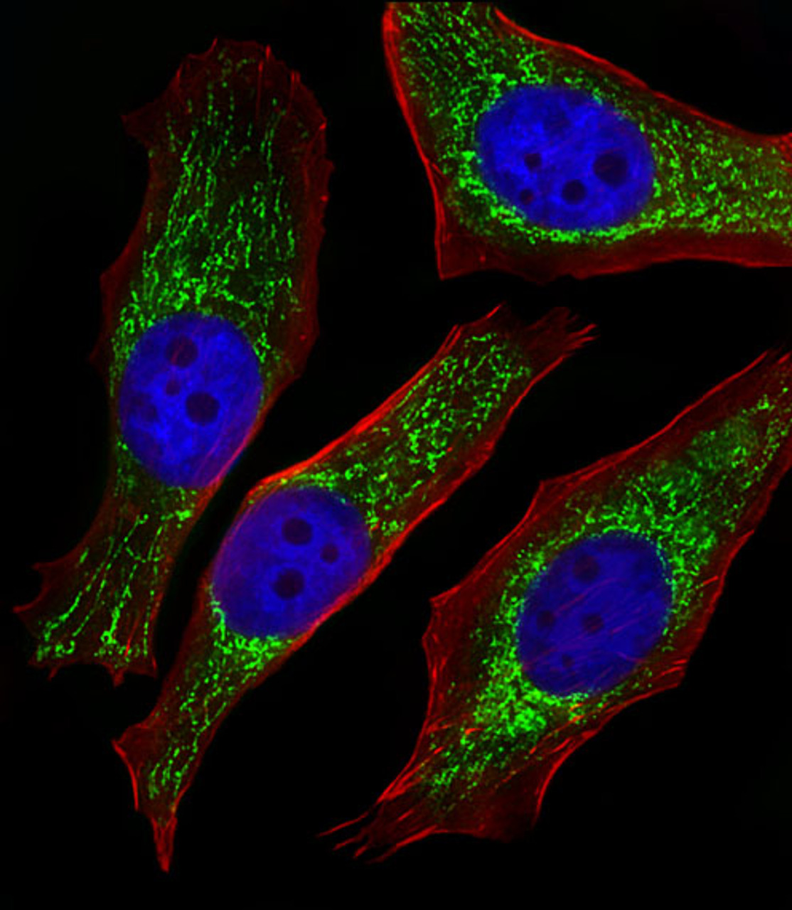 Fluorescent image of Hela cells stained with NDUFB4 Antibody (N-term) . Antibody was diluted at 1:25 dilution. An Alexa Fluor 488-conjugated goat anti-rabbit lgG at 1:400 dilution was used as the secondary antibody (green) . DAPI was used to stain the cell nuclear (blue) . Cytoplasmic actin was counterstained with Alexa Fluor 555 conjugated with Phalloidin (red) .