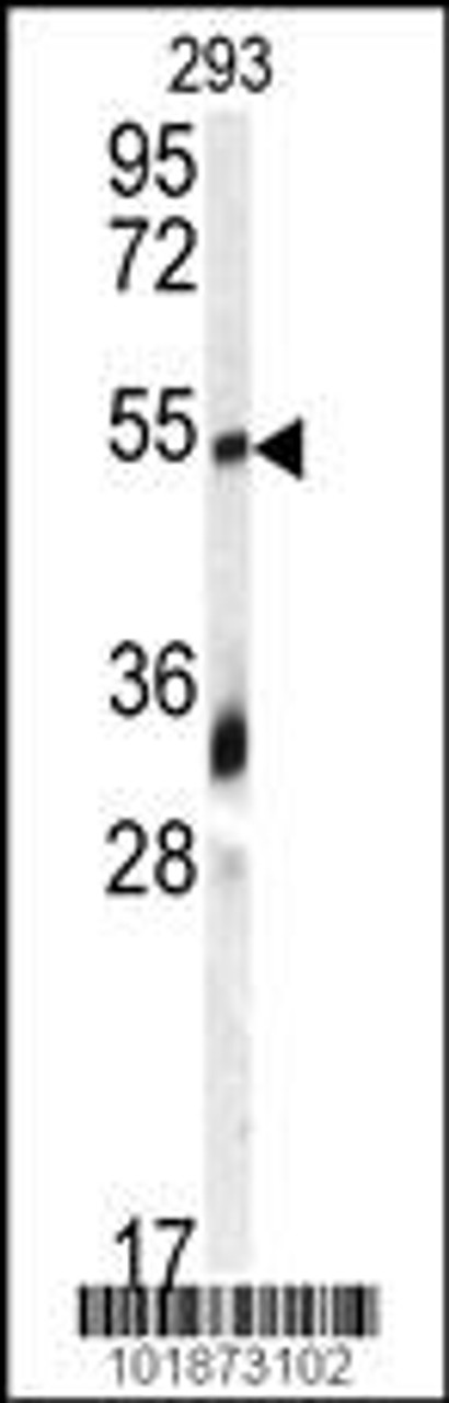 Western blot analysis of anti-GDF10 Antibody in 293 cell line lysates (35ug/lane)
