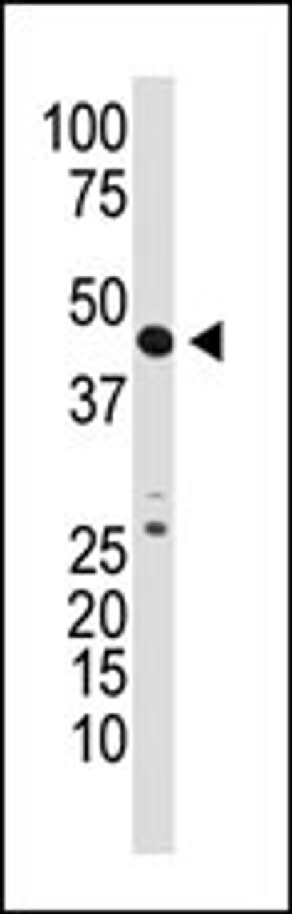 Antibody is used in Western blot to detect GDF3 in mouse kidney tissue lysate.