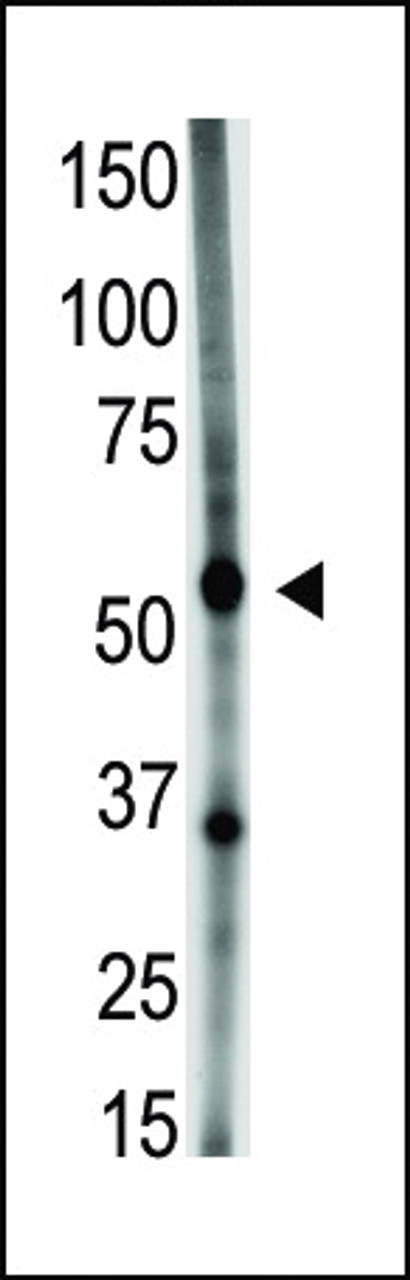 Antibody is used in Western blot to detect GDF5 in A549 cell lysate.