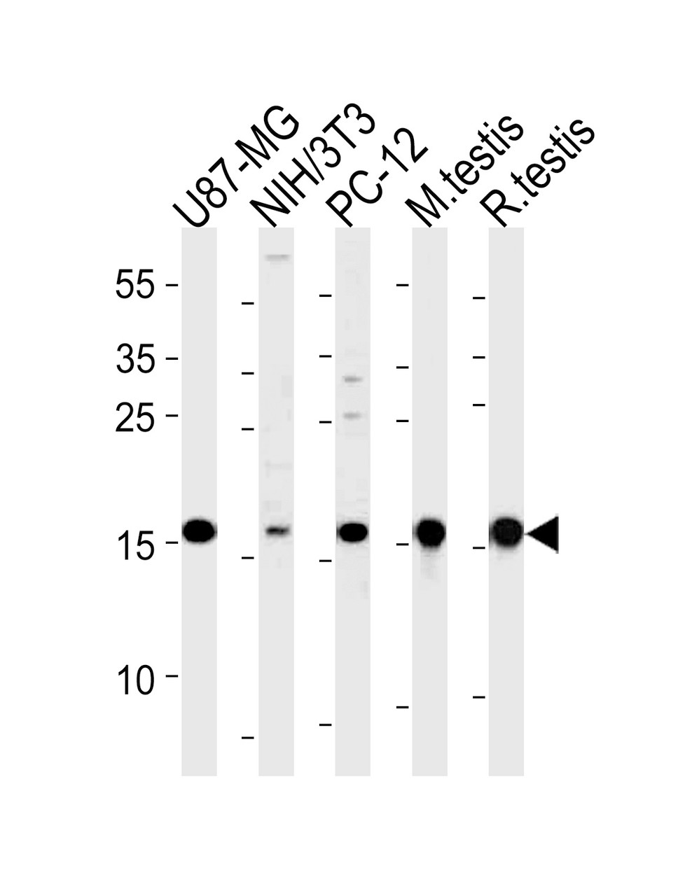 Western blot analysis in U87-MG, mouse NIH/3T3, rat PC-12 cell line and mouse testis, rat testis tissue lysates (35ug/lane) .