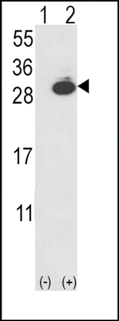 Western blot analysis of UCHL1 using rabbit polyclonal UCHL1-V31 using 293 cell lysates (2 ug/lane) either nontransfected (Lane 1) or transiently transfected with the UCHL1 gene (Lane 2) .