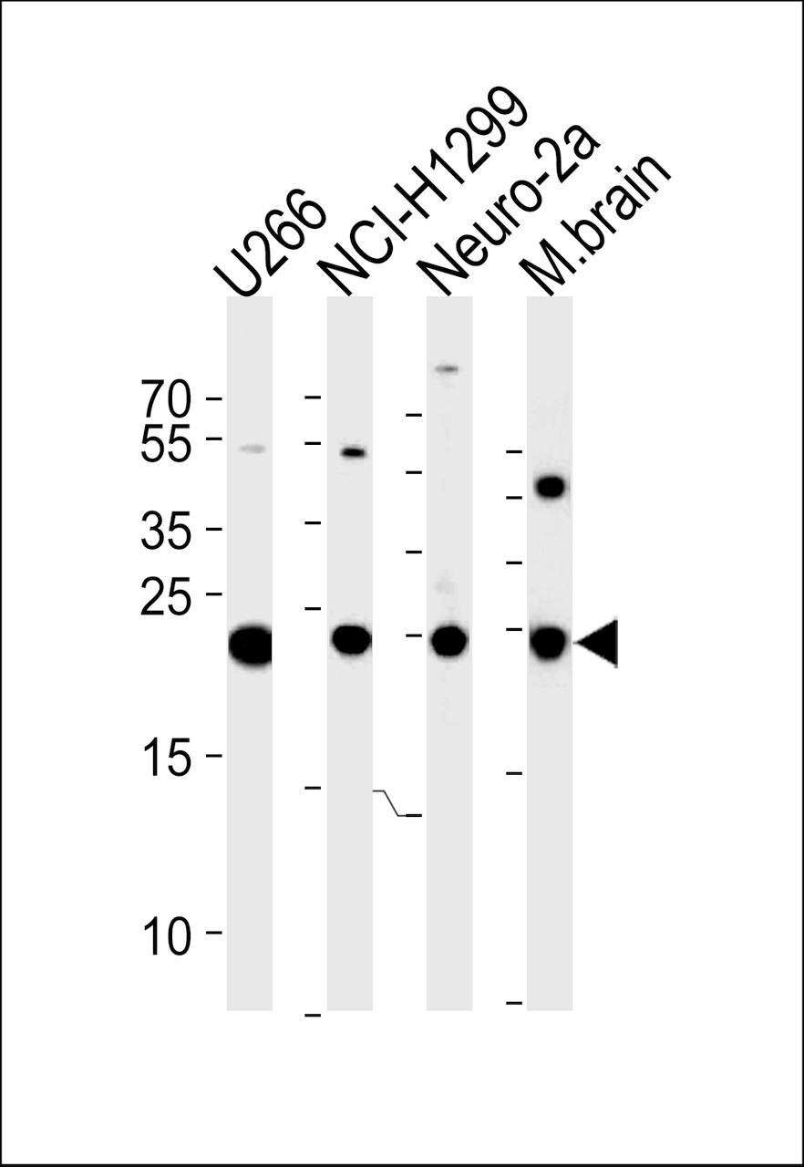 Western blot analysis in U266, NCI-H1299, mouse Neuro-2a cell line and mouse brain tissue lysates (35ug/lane) .