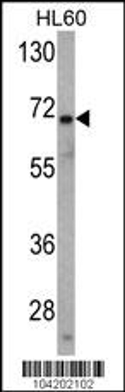 Western blot analysis of USP2 Antibody in HL60 cell line lysates (35ug/lane)