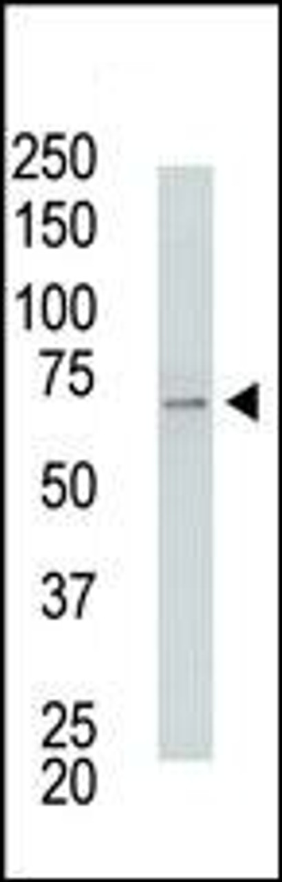 Antibody is used in Western blot to detect USP2 in USP2-transfected HeLa cell lysates. Transfection data is kindly provided by Dr. B. Pierrat from the Novartis Institute for Biomedical Research (Basel, Switzerland) .