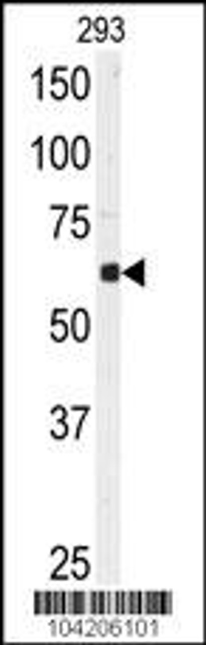 Western blot analysis of anti-USP3 Antibody in 293 cell line lysates (35ug/lane)