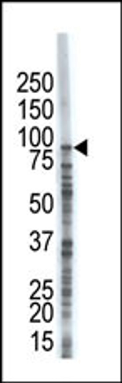 Antibody is used in Western blot to detect USP8 in A375 cell lysate.