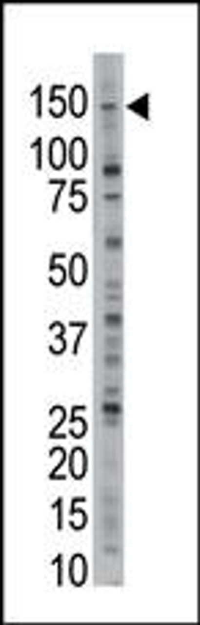 Antibody is used in Western blot to detect USP28 in Jurkat cell lysate.