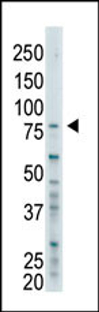 Antibody is used in Western blot to detect BAP1 in SK-BR-3 cell lysate.