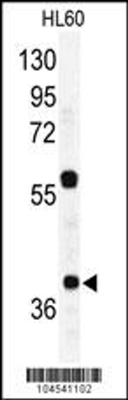 Western blot analysis of RAD23A Antibody in HL60 cell line lysates (35ug/lane)