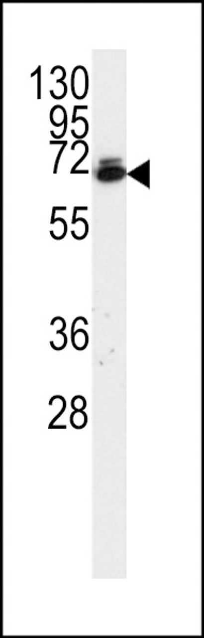 Antibody is used in Western blot to detect Dsk2 in HeLa cell lysate.