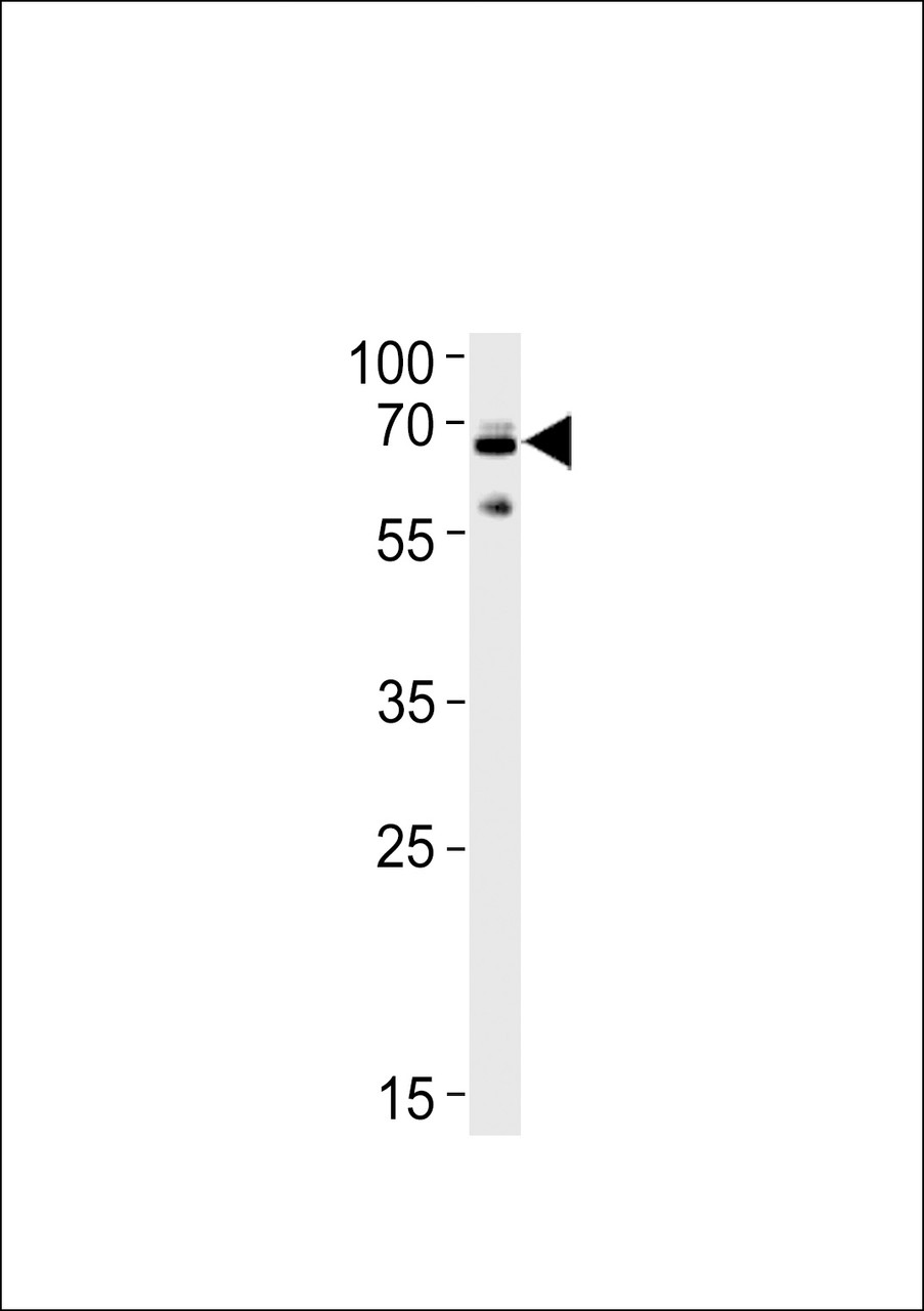 Western blot analysis in SH-SY5Y cell line lysates (35ug/lane) .This demonstrates the Ubiquilin1 antibody detected the Ubiquilin1 protein (arrow) .